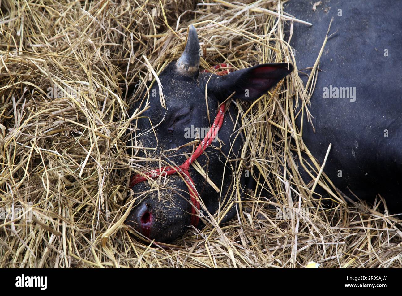 Une vache est morte d'un coup de fouet en train de décharger d'un camion un prochain marché de catel de changement de marché d'Eid al-Adha sur la route. La photo a été prise 23jun2023 dhaka B Banque D'Images