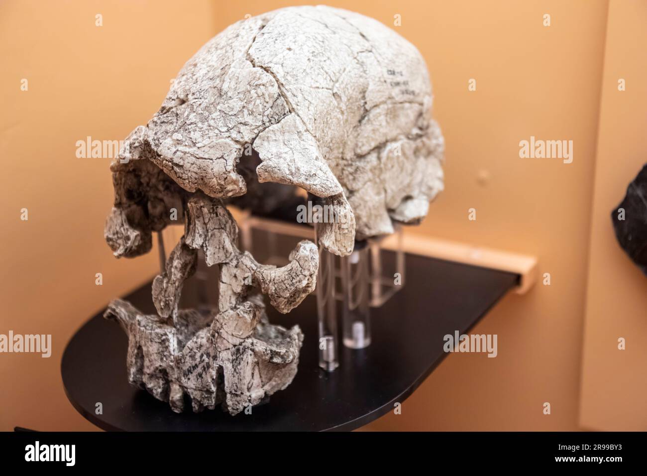 Le crâne KNM-ER 1470 (Homo rudolfensis) dans la galerie mondiale Musée national de la nature et des sciences. Une espèce éteinte d'humain archaïque depuis le début Banque D'Images