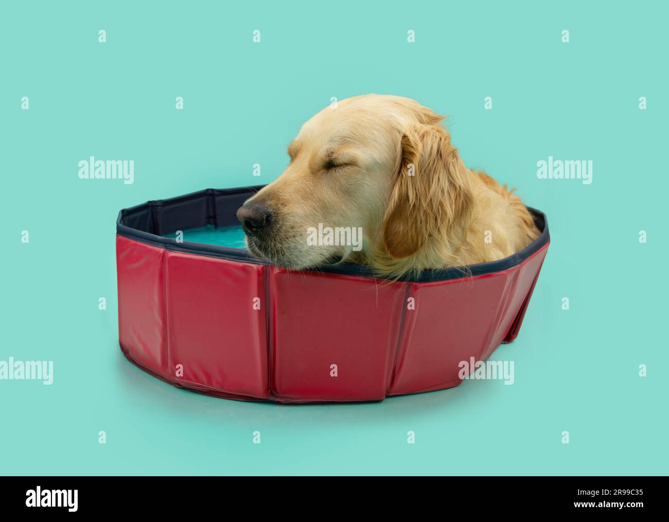 Portrait animal de compagnie d'été. Labrador Retriever à l'intérieur d'une piscine relaxante. Isolé sur fond bleu Banque D'Images