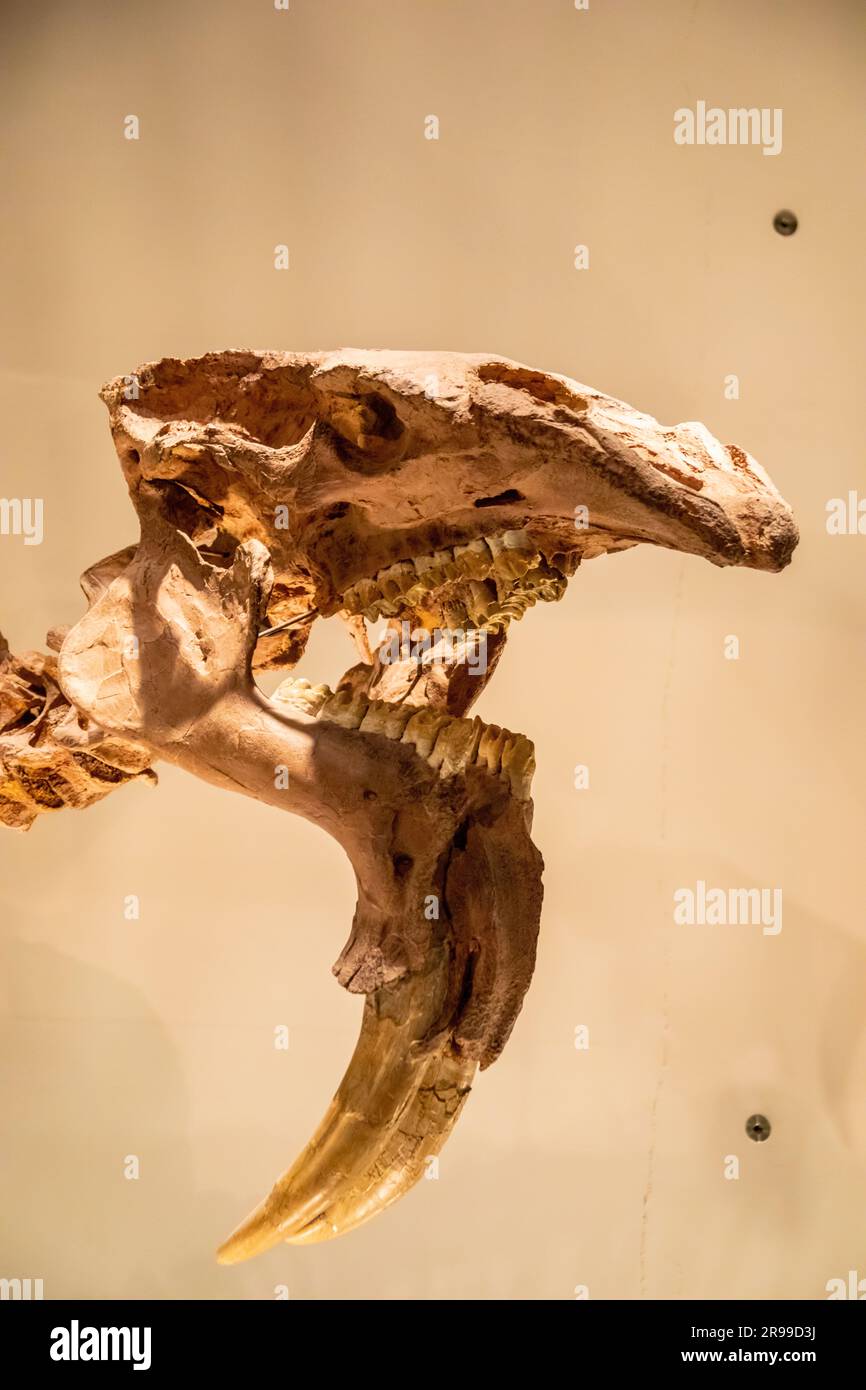 Tokyo Japon 11 mars 2023 : le Deinotherium dans la galerie mondiale Musée national de la nature et des sciences. Un genre de grands éléphants éteints Banque D'Images