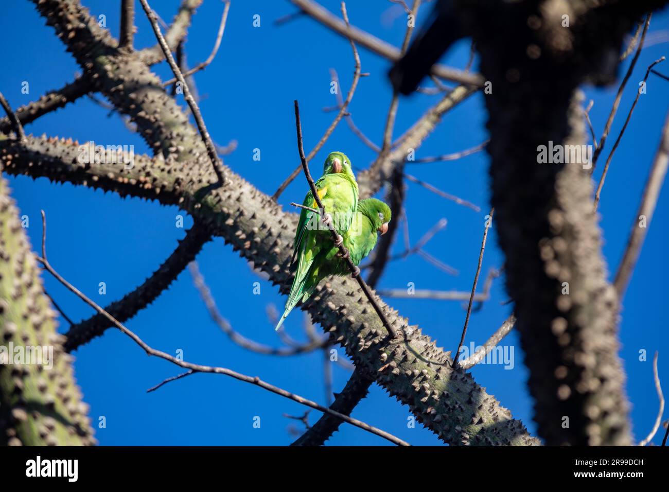 Couple de verts brésiliens perchés sur la branche de l'arbre avec des épines Banque D'Images