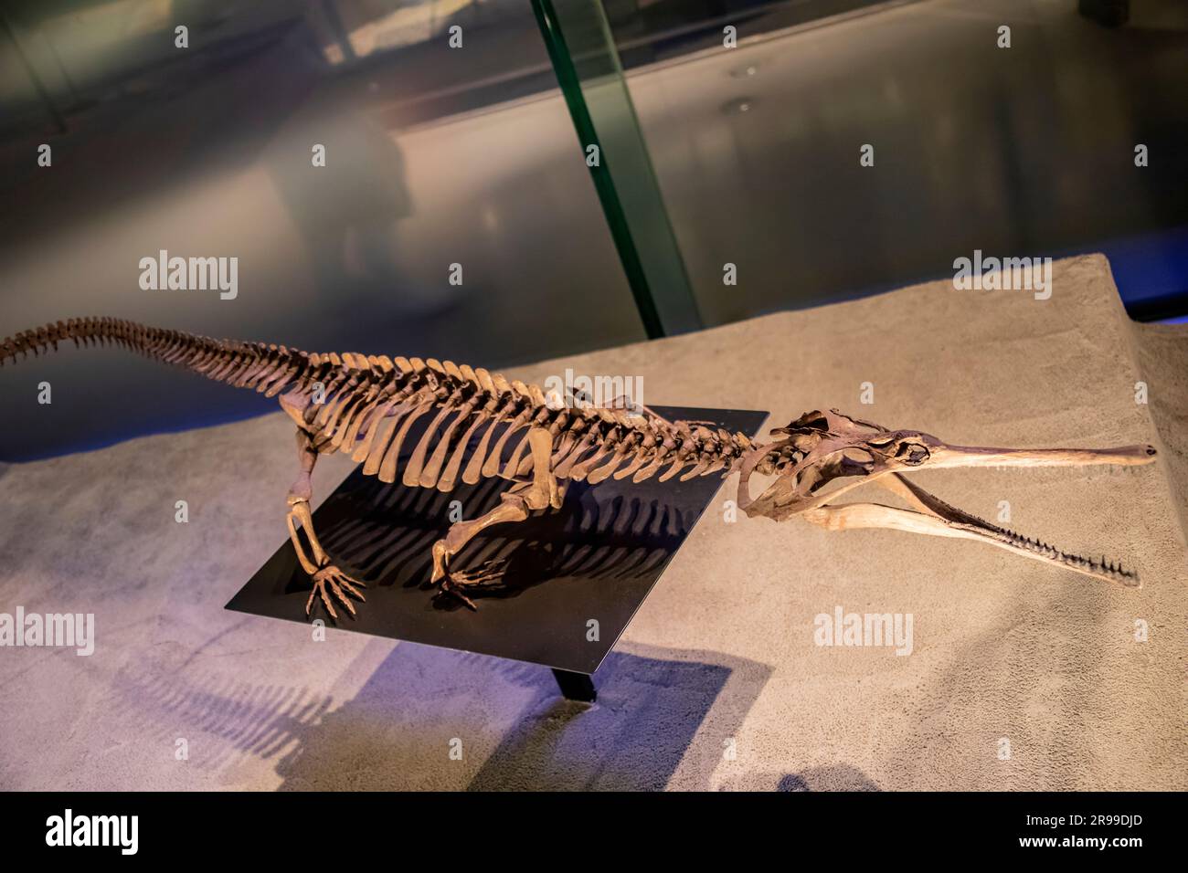 Le champsosaurus natator dans la galerie mondiale Musée national de la nature et des sciences. un genre éteint de reptile choristodere ressemblant à un crocodile Banque D'Images