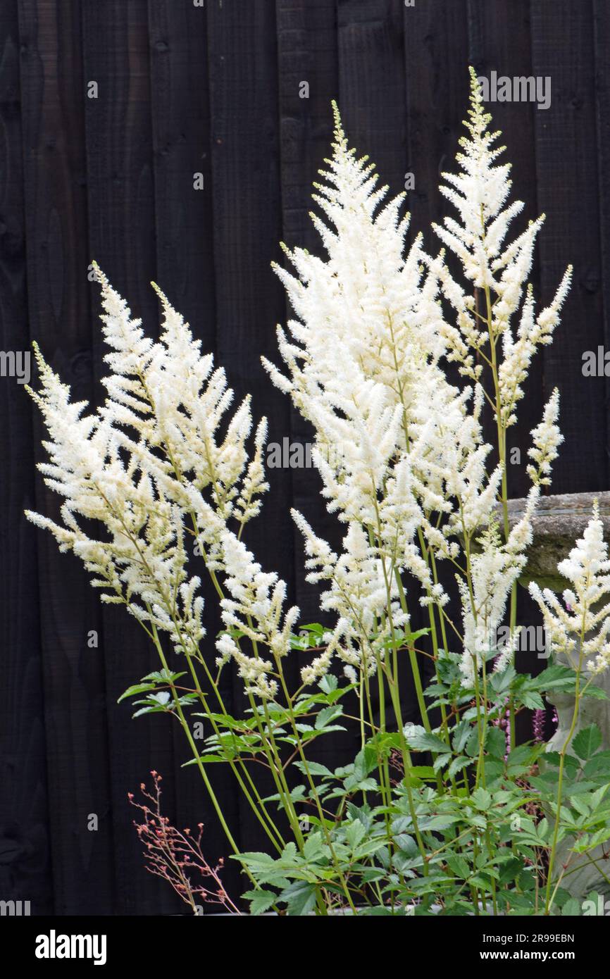 Astilbe à plumes se développent dans une ombre à effet de applique Banque D'Images