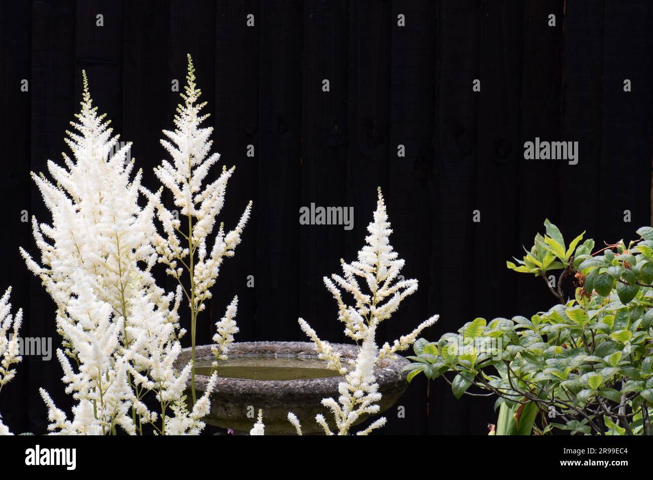 Astilbe à plumes se développent dans une ombre à effet de applique Banque D'Images