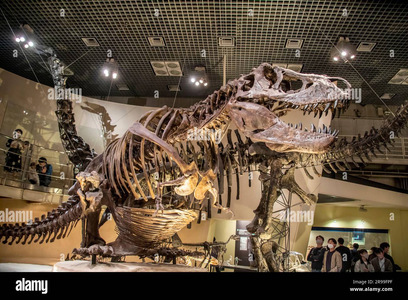 Tokyo Japon 11 mars 2023 : un tyrannosaurus assis sur le sol dans la galerie mondiale Musée national de la nature et des sciences. Banque D'Images