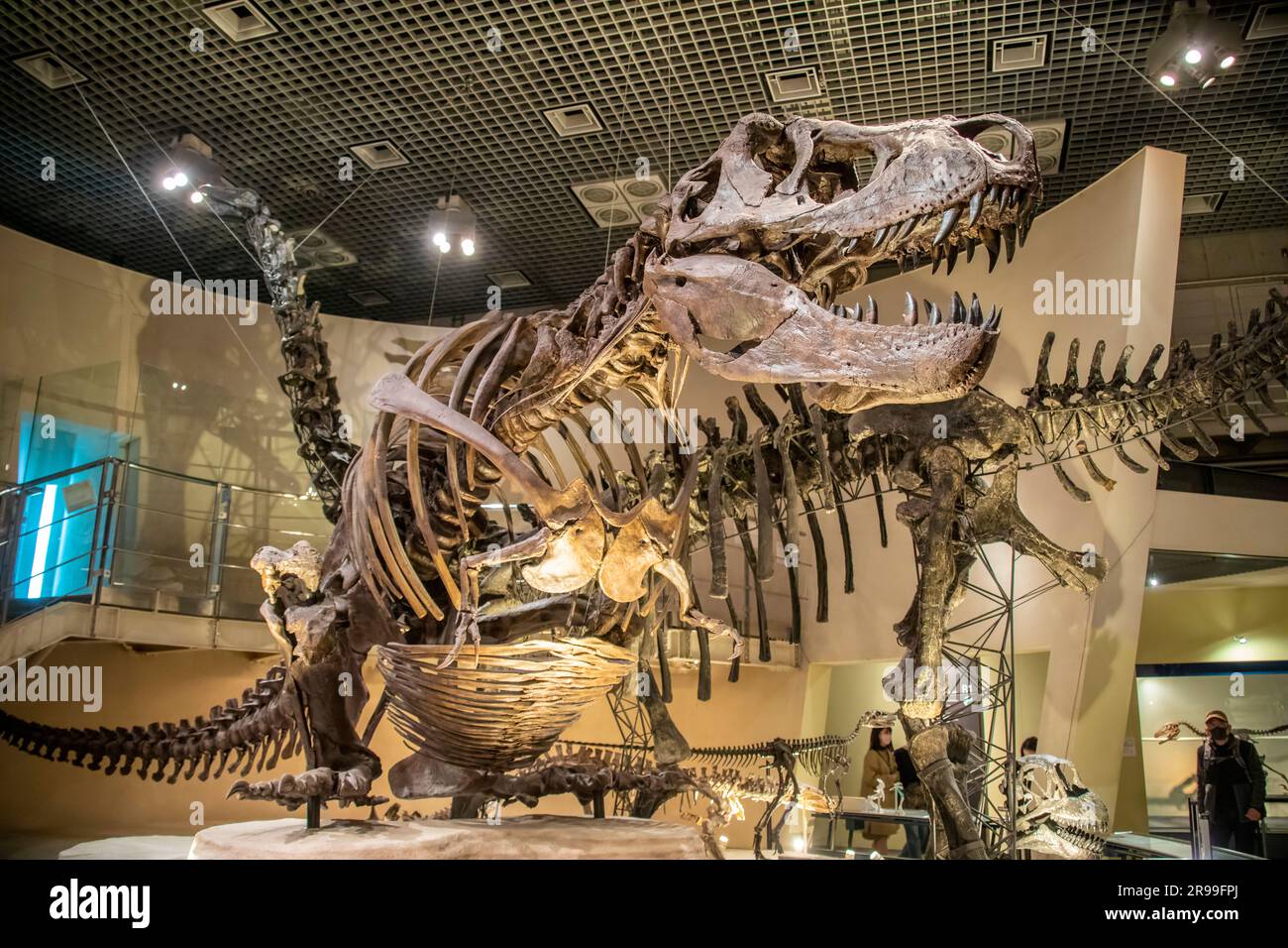 Tokyo Japon 11 mars 2023 : un tyrannosaurus assis sur le sol dans la galerie mondiale Musée national de la nature et des sciences. Banque D'Images