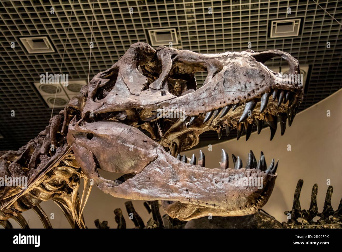 Tokyo Japon 11 mars 2023 : un tyrannosaurus assis sur le sol dans la galerie mondiale Musée national de la nature et des sciences. Banque D'Images