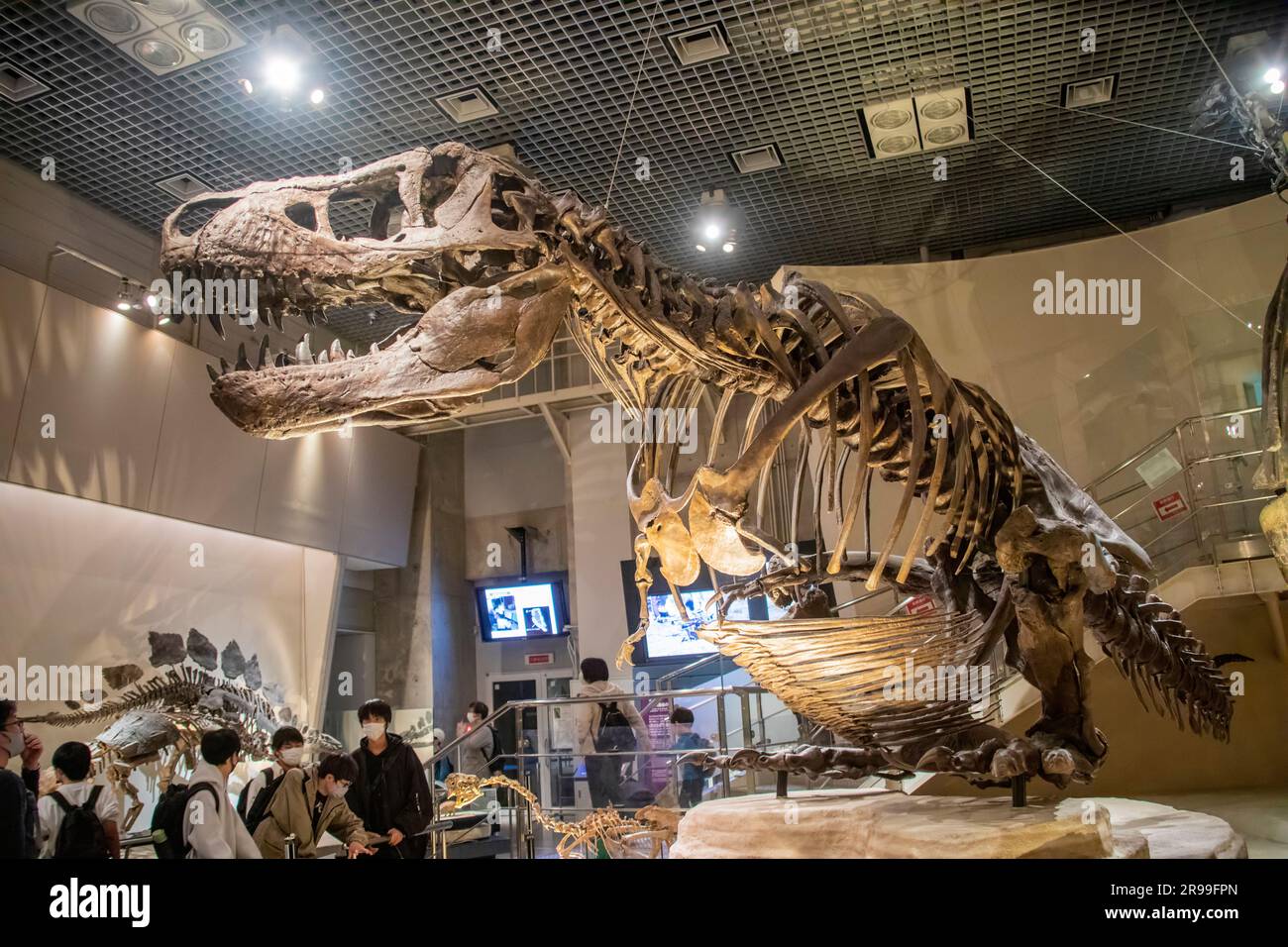 Tokyo Japon 11 mars 2023 : un tyrannosaurus assis sur le sol dans la galerie mondiale Musée national de la nature et des sciences. Banque D'Images