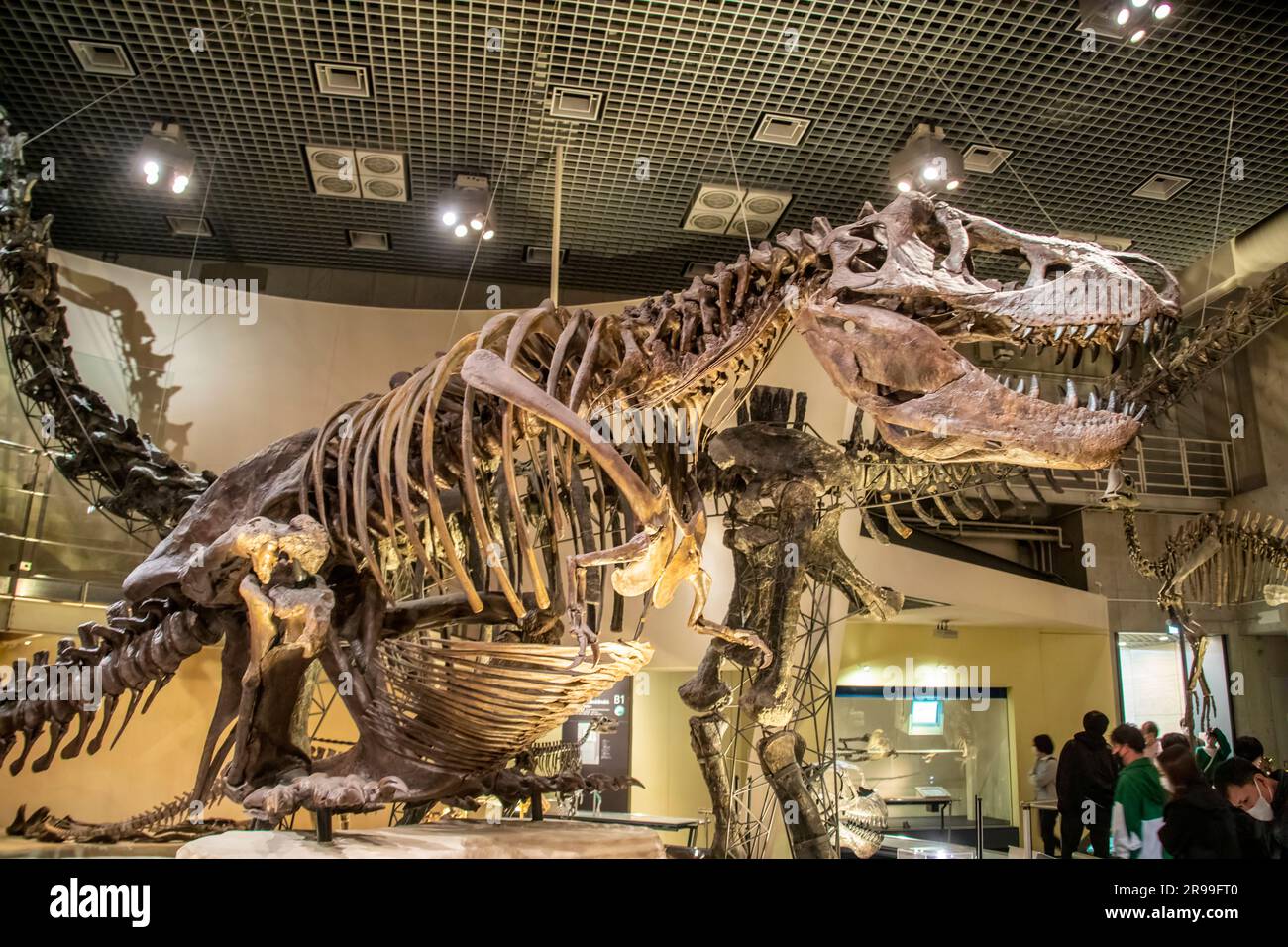 Tokyo Japon 11 mars 2023 : un tyrannosaurus assis sur le sol dans la galerie mondiale Musée national de la nature et des sciences. Banque D'Images