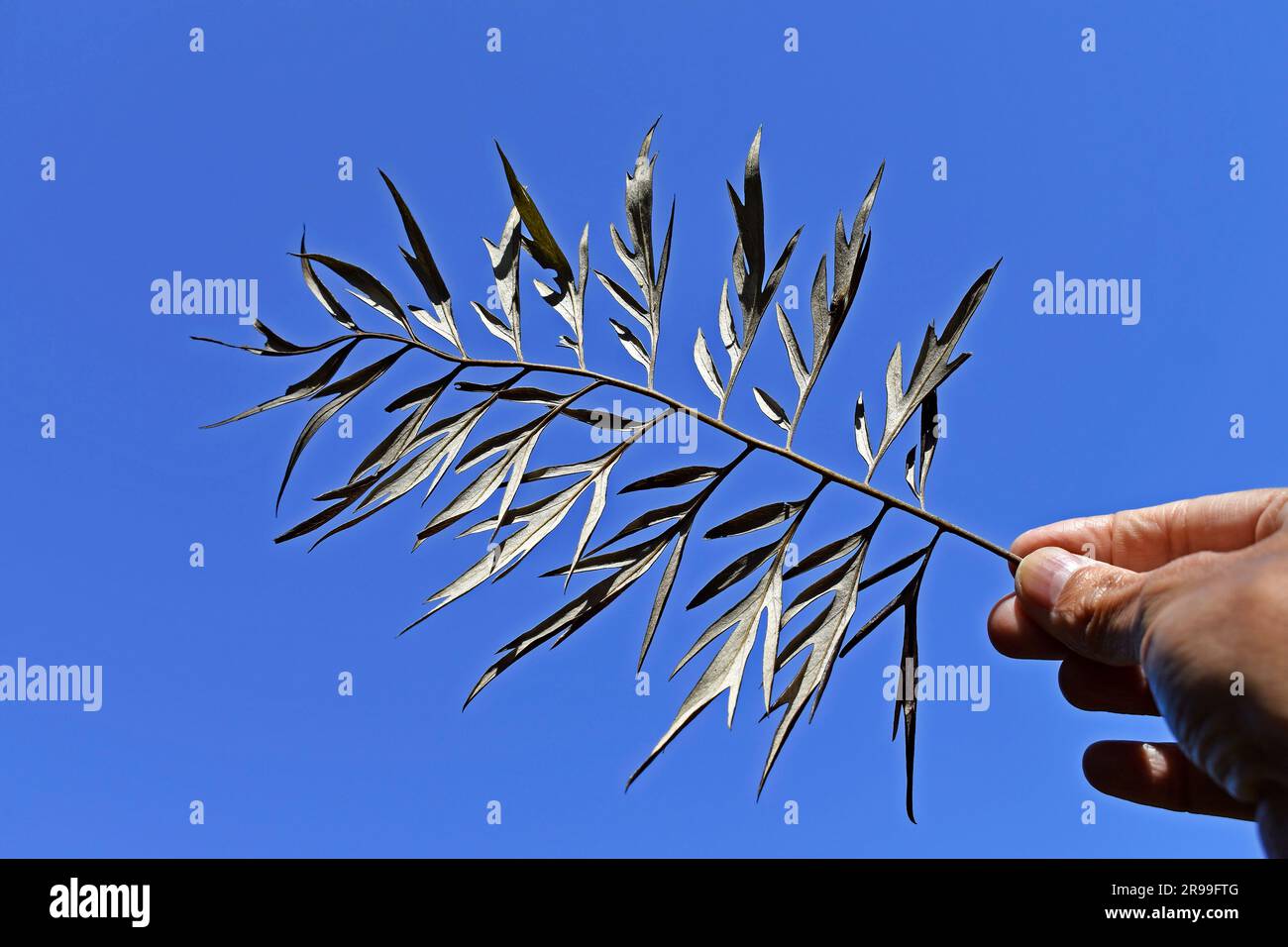 Feuille sèche (Grevillea robusta) à portée de main et ciel bleu Banque D'Images