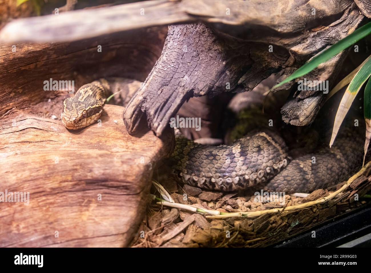 Le mamushi japonais (Gloydius blomhoffii) est une espèce de vipère venimeuse trouvée au Japon. Un des serpents les plus venimeux du Japon. Banque D'Images
