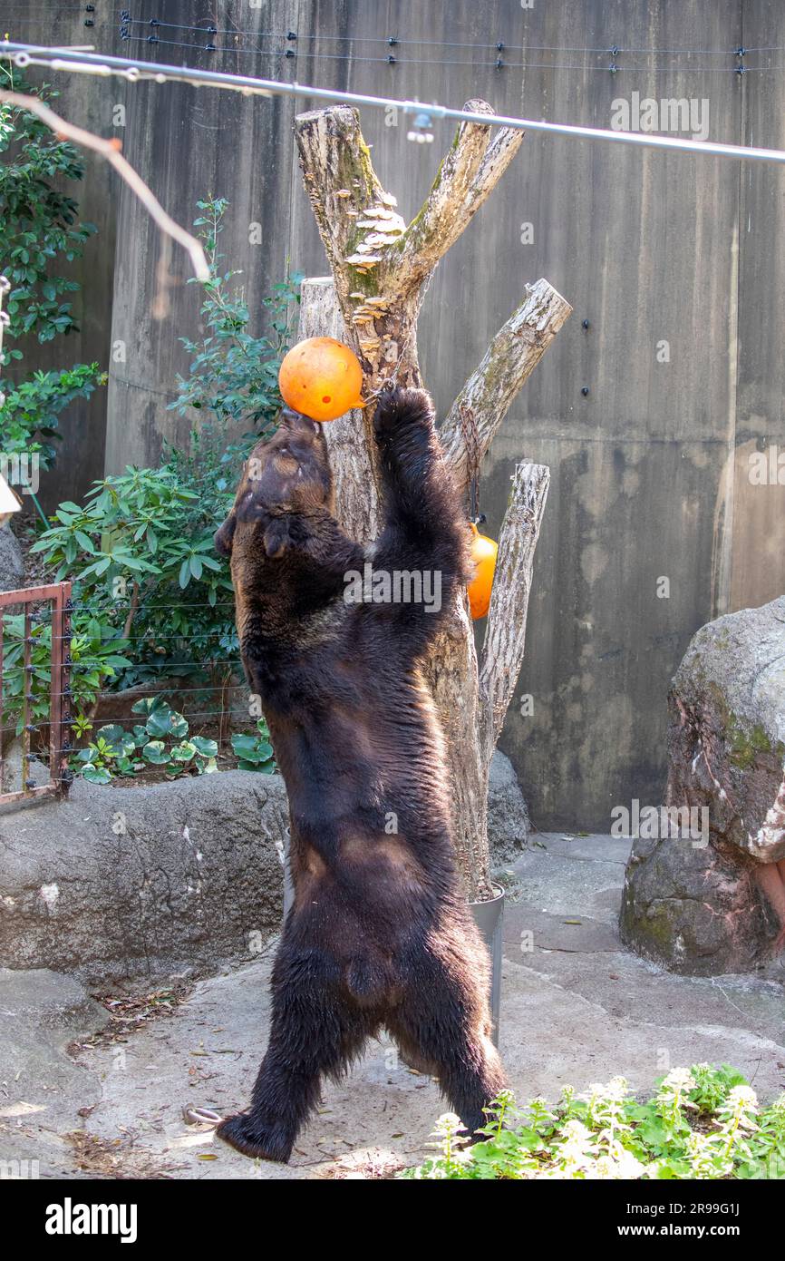 Un ours brun d'Ussuri (Ursus arctos lasiotus) prend de la nourriture dans le contenant pointu de boule suspendue. C'est une sorte d'activité d'enrichissement dans le zoo d'Ueno Banque D'Images