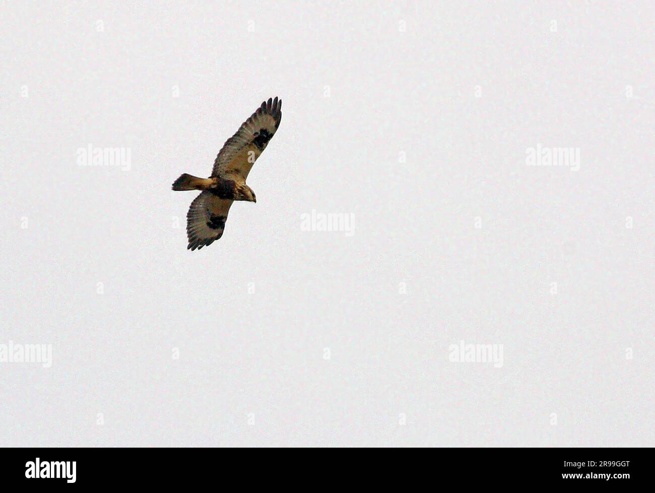 Buzzard à pattes brutes (Buteo lagopus) en vol Norfolk, Royaume-Uni. Novembre Banque D'Images