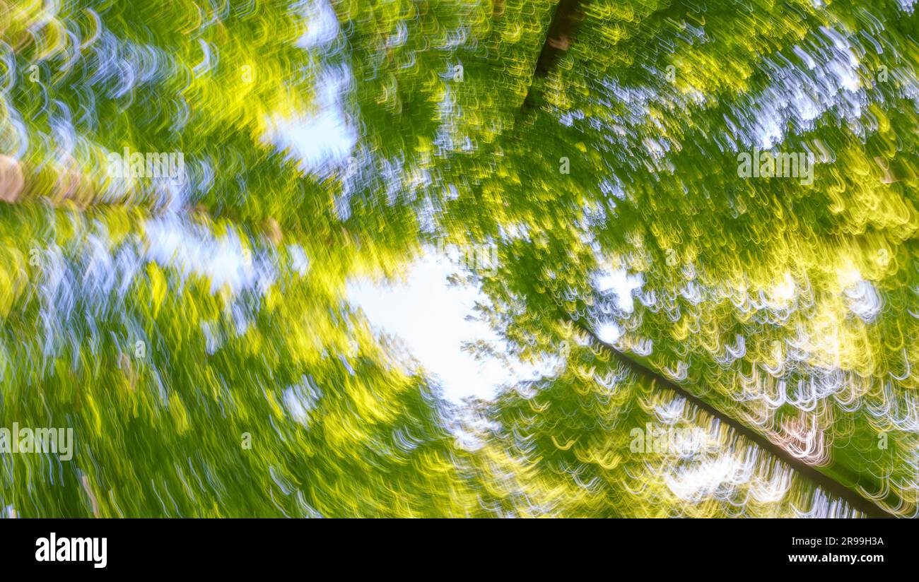 Forêt printanière avec coucher de soleil brillant à travers les feuilles et les branches. Nature, foresterie, habitat, environnement et concepts de durabilité Banque D'Images