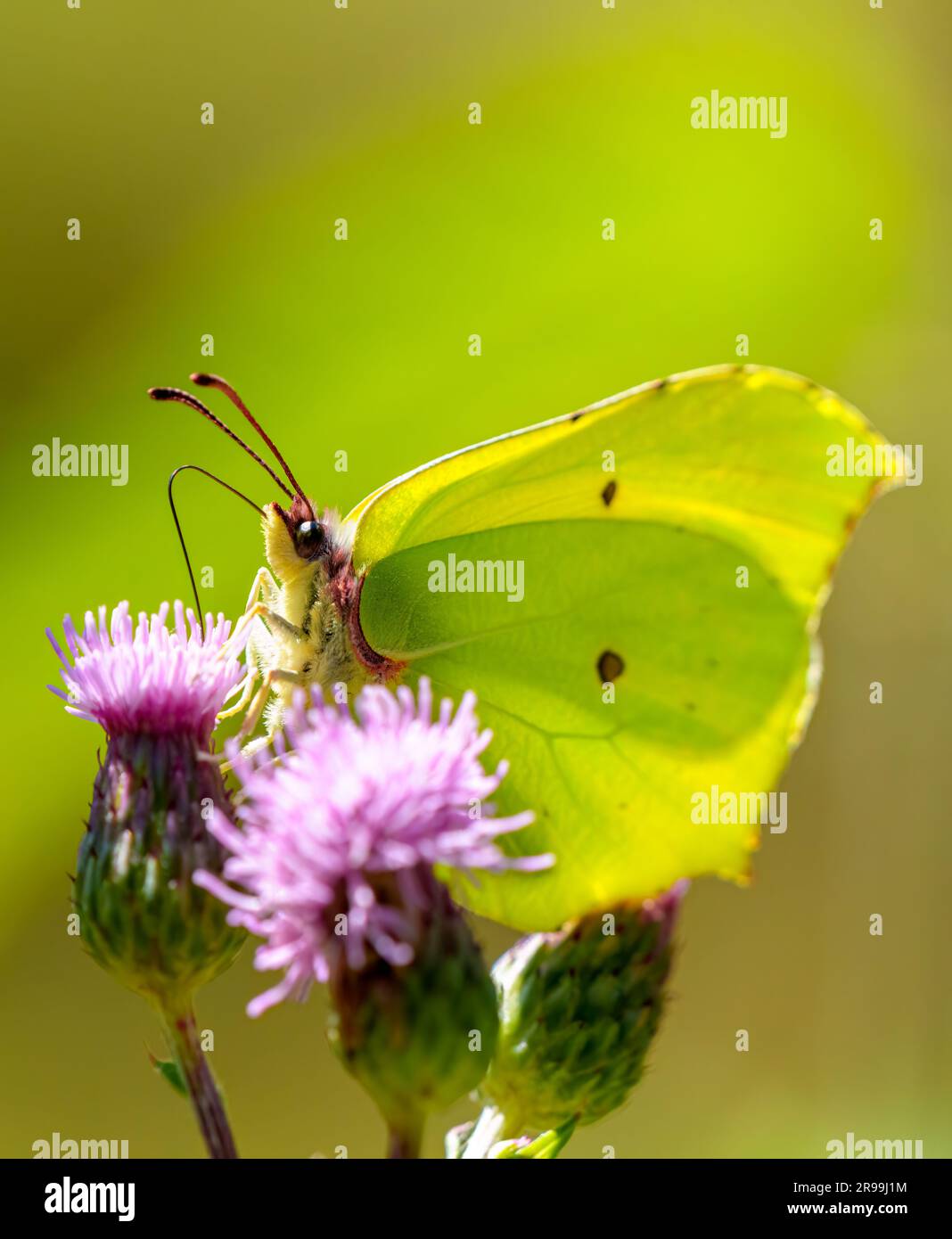 Papillon commun en pierre d'brimace, Gonepteryx rhamni, perching sur la plante Banque D'Images