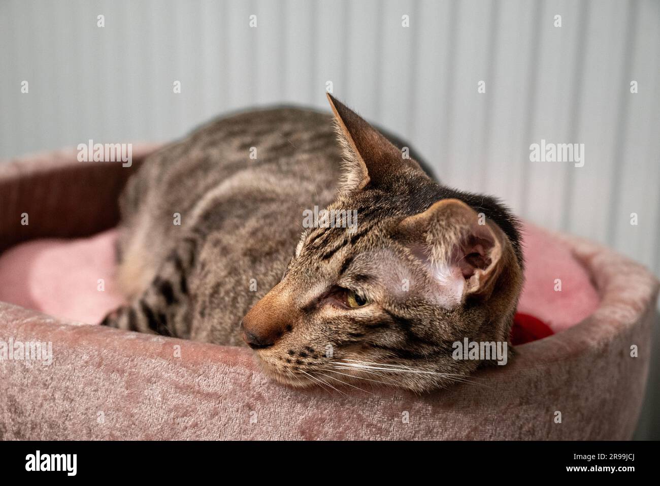 Gros plan rayé Oriental Cat capacité sur lit de chat rose près du radiateur blanc et se réchauffe. Concept de froid hiver et Cat races qui aiment la chaleur. Banque D'Images