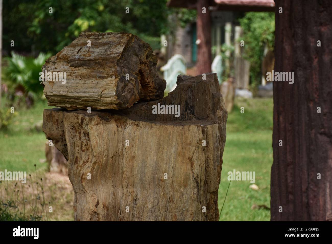 Fossiles d'arbres vieux de millions d'années, qui ont maintenant pris la forme de pierre Banque D'Images