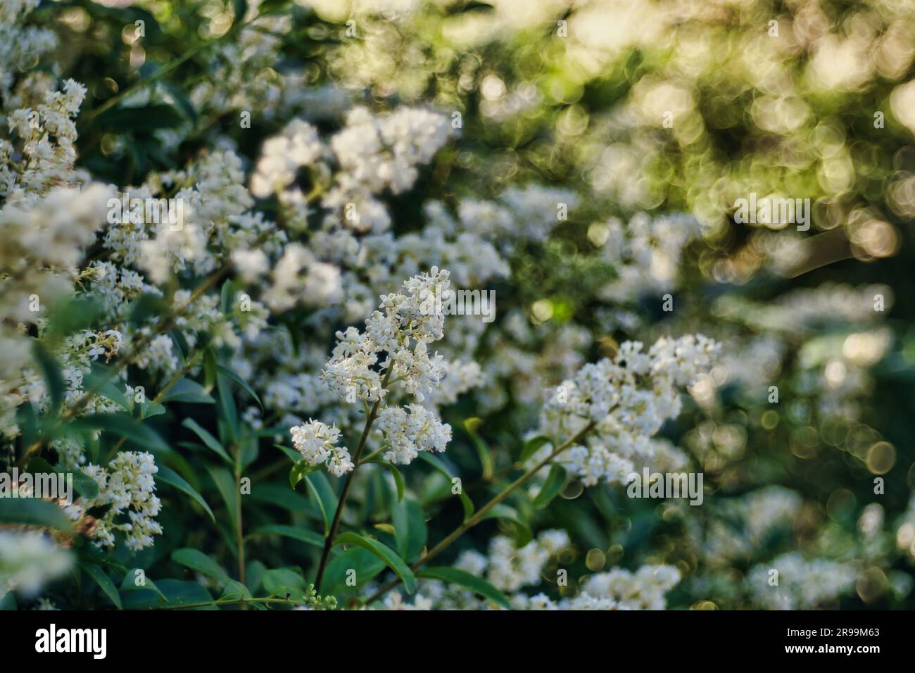 privet commun avec bubble bokeh Banque D'Images