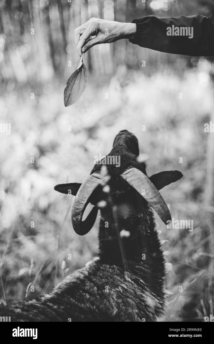 Photo en noir et blanc où la main d'une femme tenant une feuille d'arbre alimente un bélier noir. Banque D'Images