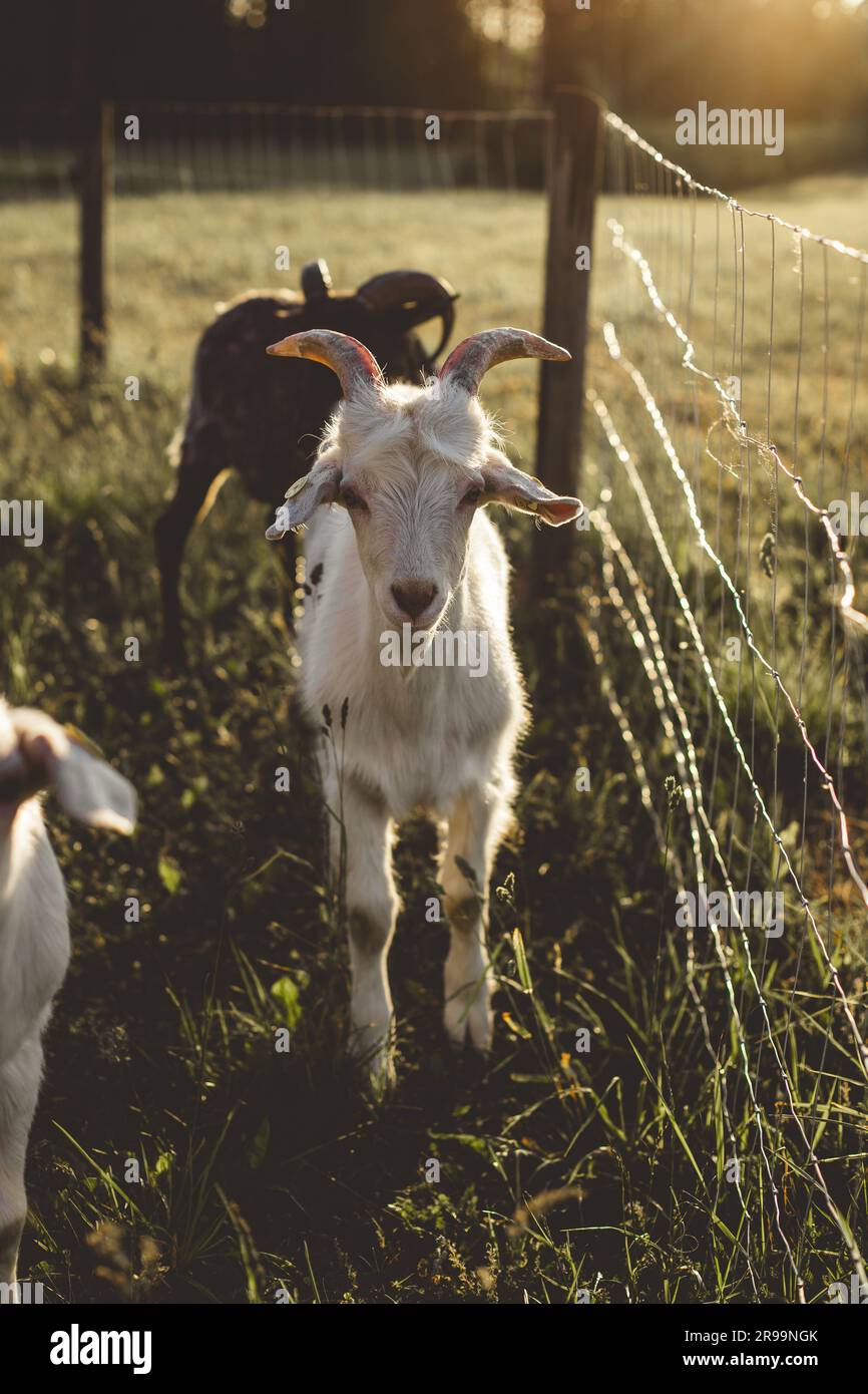 la chèvre blanc avec des cornes se tient dans l'herbe verte dans la lumière chaude d'un coucher de soleil d'été par une clôture en métal et regarde directement dans la caméra. derrière un g blanc Banque D'Images