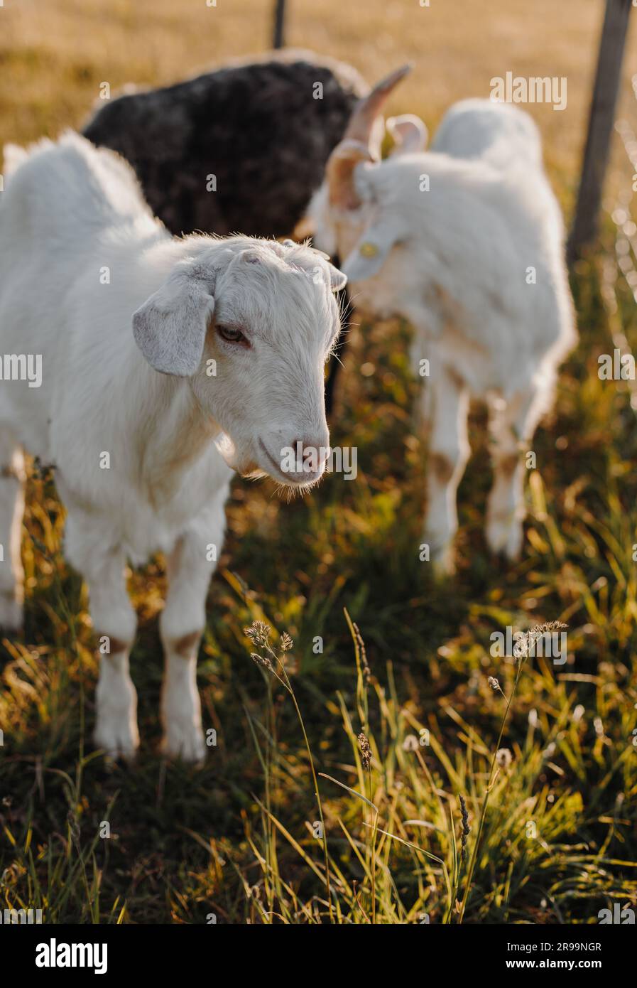 Les chèvres blanches se broutent avec un bélier à cornes noires en herbe verte dans la lumière chaude d'un coucher de soleil d'été. Banque D'Images