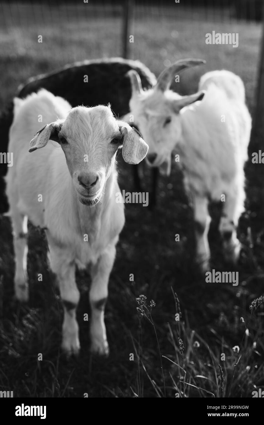 Les chèvres blanches se broutent avec un bélier à cornes noires en herbe verte dans la lumière chaude d'un coucher de soleil d'été. Banque D'Images