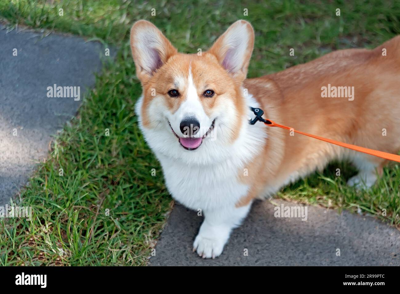 Cardigan Welsh Corgi portrait souriant Banque D'Images