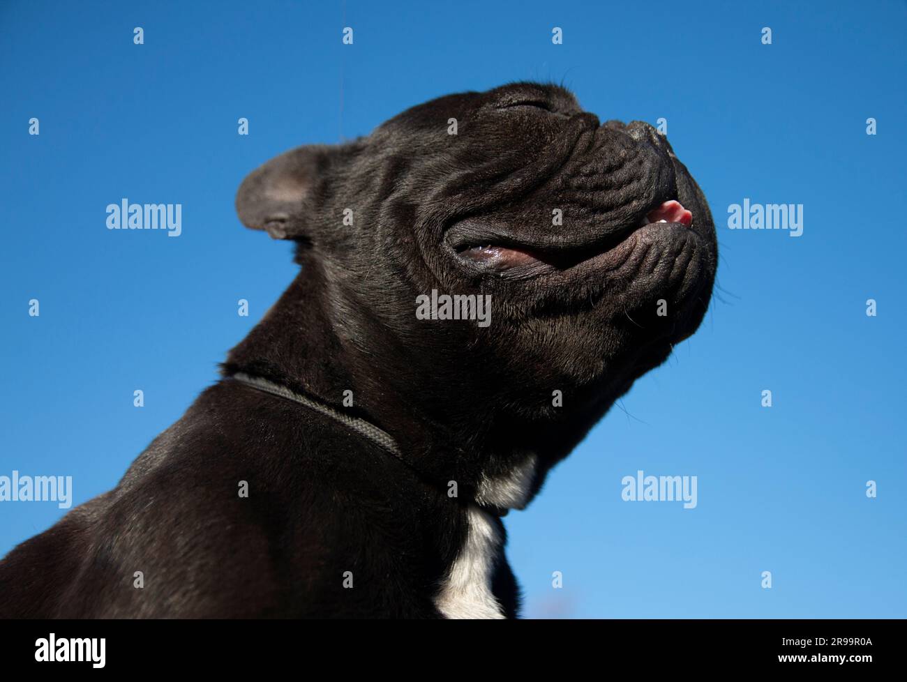 Gros plan d'un canin noir regardant en haut Banque D'Images