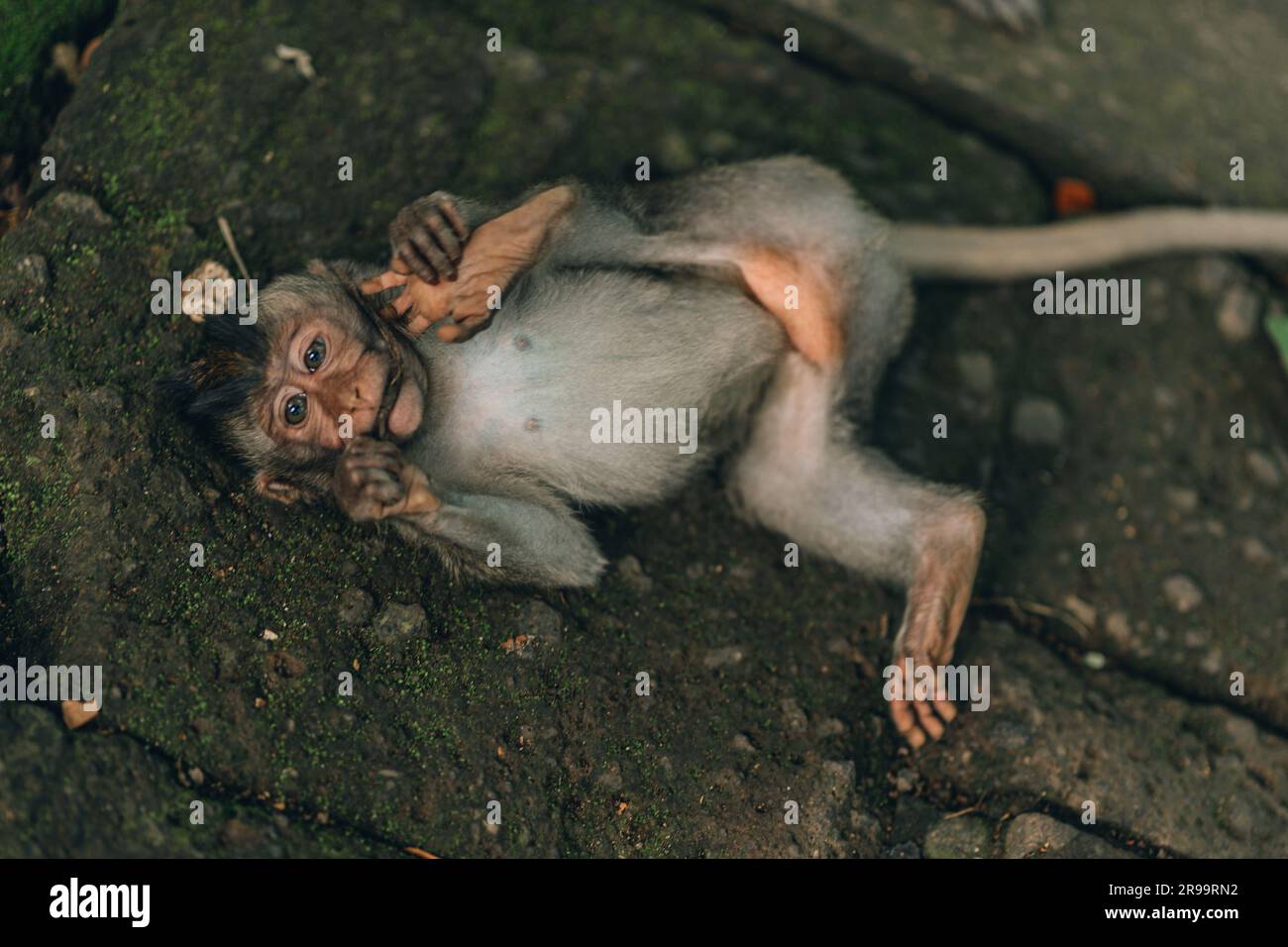 Gros plan de singe drôle tenant le pied. Petit macaque couché dans un sanctuaire de forêt de singes sacrés Banque D'Images