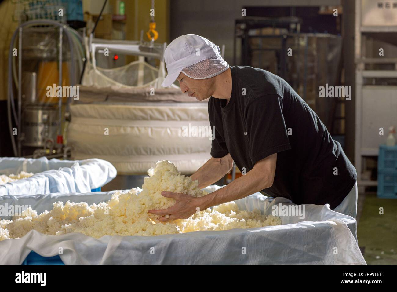 Grains de riz tamisés et préparés pour la production de saké japonais à la brasserie Akashi Sake, préfecture de Hyogo, Japon Banque D'Images