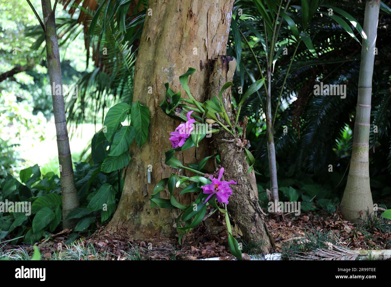 Deux orchidées Dendrobium, attachées à une bûche, avec des fleurs roses dans un jardin tropical à Lawai, Kauai, USA Banque D'Images