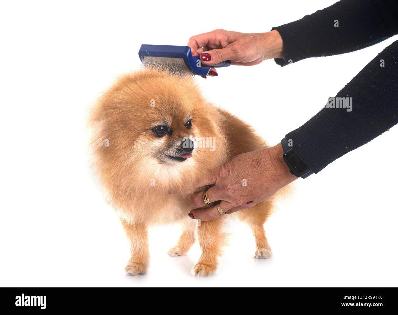 pomeranian senior devant un fond blanc Banque D'Images