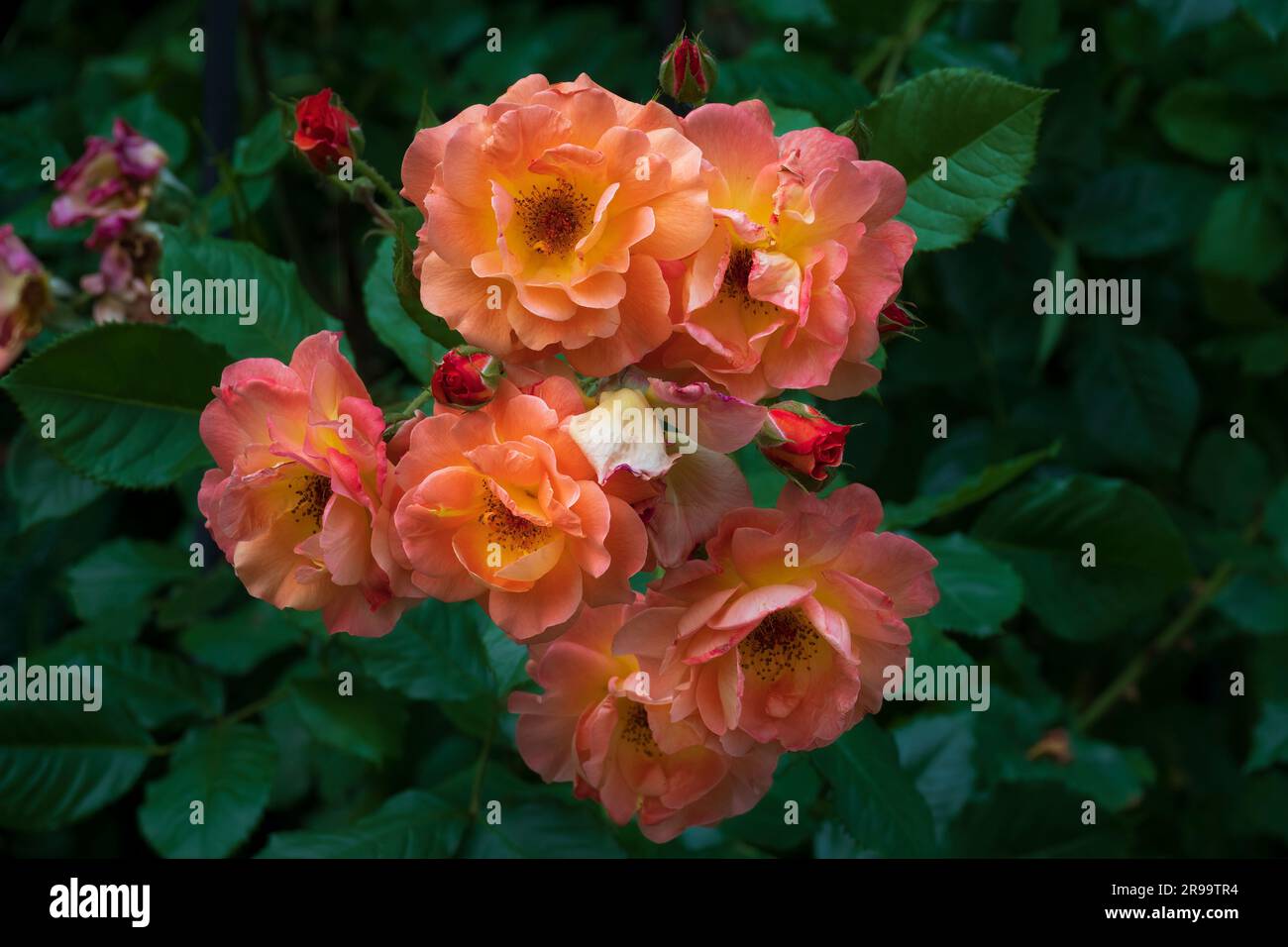 Beau bouquet de roses roses roses. Fleur de rose en fleurs dans le jardin Banque D'Images