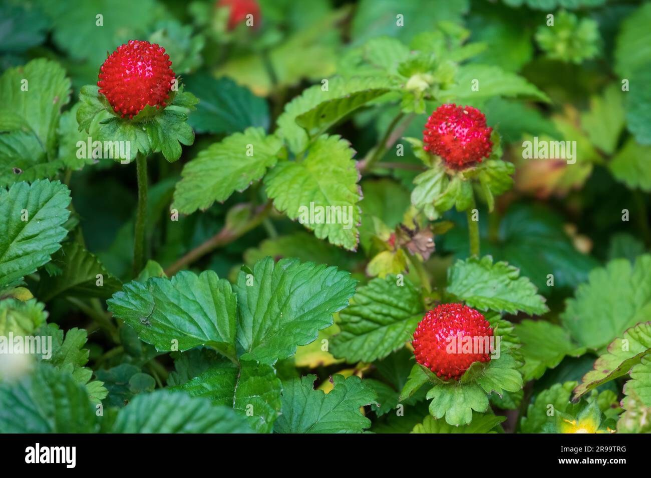 Fraise rouge dans la forêt. Baies sauvages dans la forêt. Fraise factice ou fraise indienne Banque D'Images