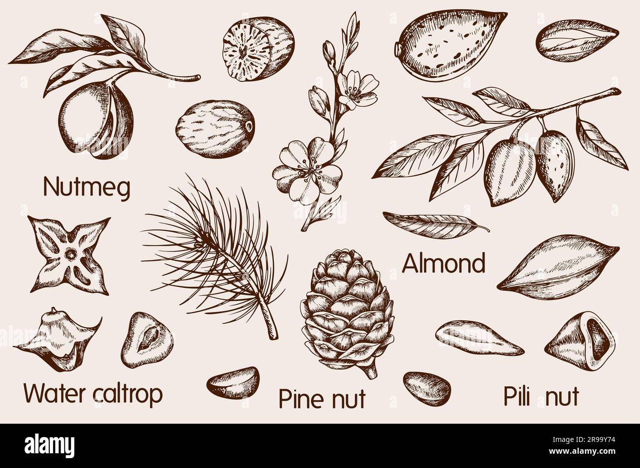 Jeu de noix vintage dessinées à la main. Amandes, noix de muscade, pili et noix de pin. Banque D'Images