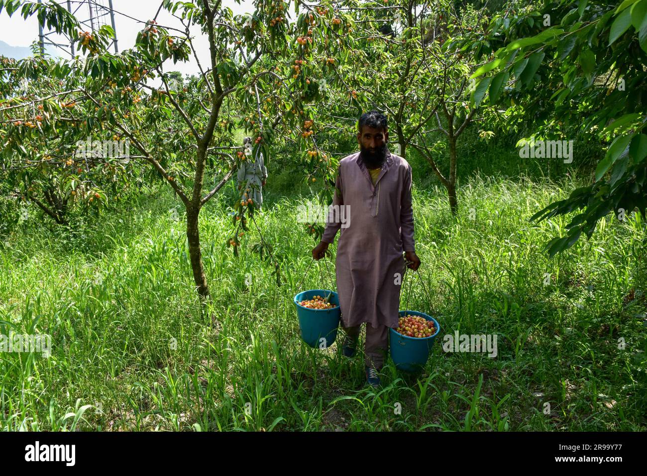 Un fermier porte des seaux pleins de cerises alors qu'il marche dans un champ de cerises à la périphérie de Srinagar. La récolte de délicieux fruits à la cerise a commencé en plein essor dans la vallée. Le Cachemire, la province la plus productrice de cerisiers du pays, a subi de lourdes pertes en raison de précipitations supérieures à la normale et de tempêtes de grêle en mai et juin de cette année. Certains des propriétaires de vergers de cerisiers prétendent avoir perdu plus de 50 % de leur récolte en raison des caprices du temps. Banque D'Images