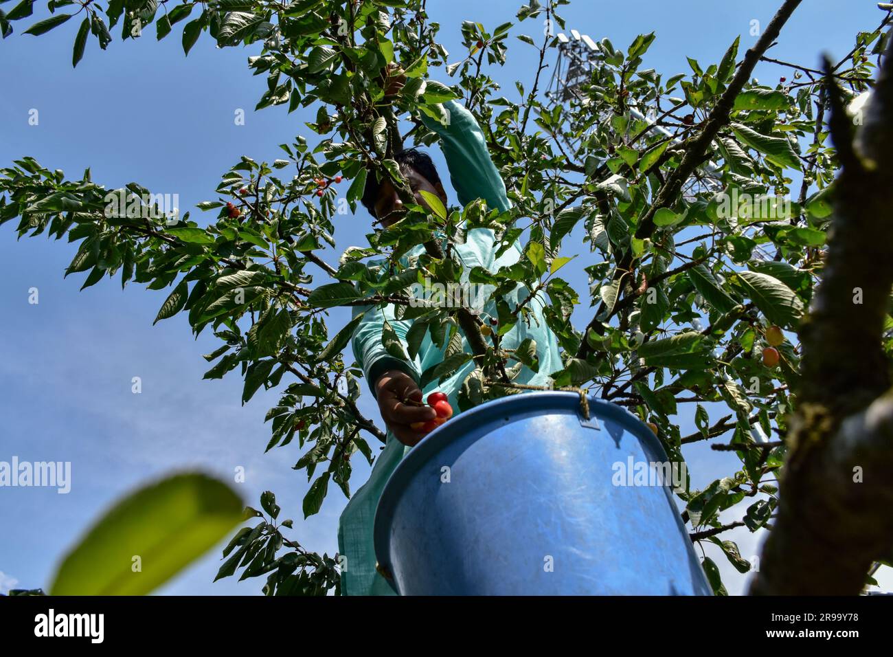 Un agriculteur recueille des cerises fraîches dans un champ situé à la périphérie de Srinagar. La récolte de délicieux fruits à la cerise a commencé en plein essor dans la vallée. Le Cachemire, la province la plus productrice de cerisiers du pays, a subi de lourdes pertes en raison de précipitations supérieures à la normale et de tempêtes de grêle en mai et juin de cette année. Certains des propriétaires de vergers de cerisiers prétendent avoir perdu plus de 50 % de leur récolte en raison des caprices du temps. Banque D'Images