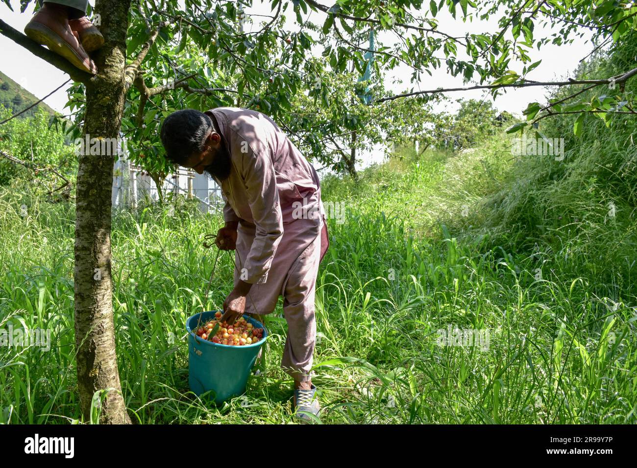 Un agriculteur recueille des cerises fraîches dans un champ situé à la périphérie de Srinagar. La récolte de délicieux fruits à la cerise a commencé en plein essor dans la vallée. Le Cachemire, la province la plus productrice de cerisiers du pays, a subi de lourdes pertes en raison de précipitations supérieures à la normale et de tempêtes de grêle en mai et juin de cette année. Certains des propriétaires de vergers de cerisiers prétendent avoir perdu plus de 50 % de leur récolte en raison des caprices du temps. Banque D'Images