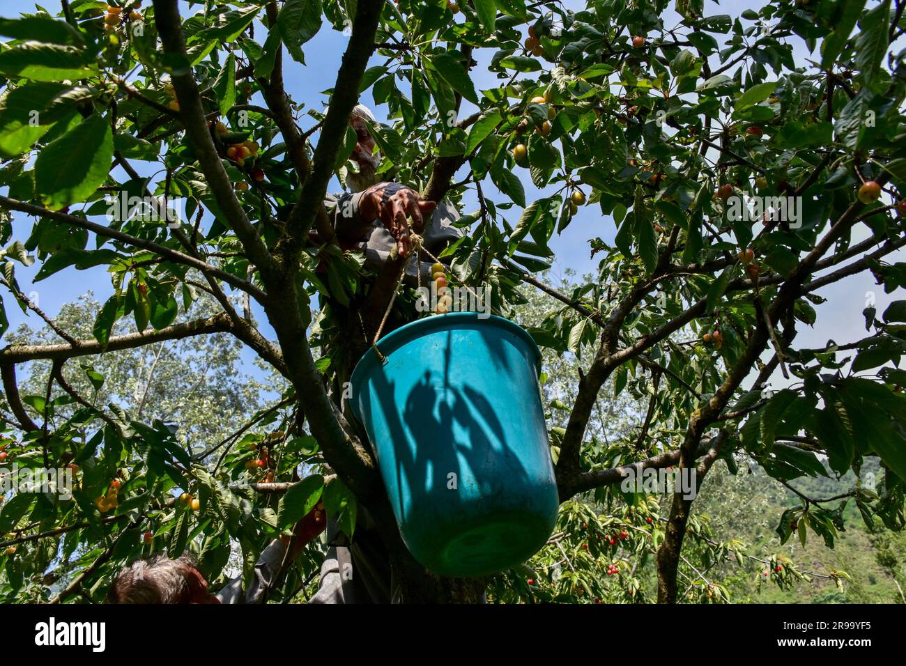 Srinagar, Inde. 25th juin 2023. Un agriculteur recueille des cerises fraîches dans un champ situé à la périphérie de Srinagar. La récolte de délicieux fruits à la cerise a commencé en plein essor dans la vallée. Le Cachemire, la province la plus productrice de cerisiers du pays, a subi de lourdes pertes en raison de précipitations supérieures à la normale et de tempêtes de grêle en mai et juin de cette année. Certains des propriétaires de vergers de cerisiers prétendent avoir perdu plus de 50 % de leur récolte en raison des caprices du temps. (Photo de Saqib Majeed/SOPA Images/Sipa USA) crédit: SIPA USA/Alay Live News Banque D'Images