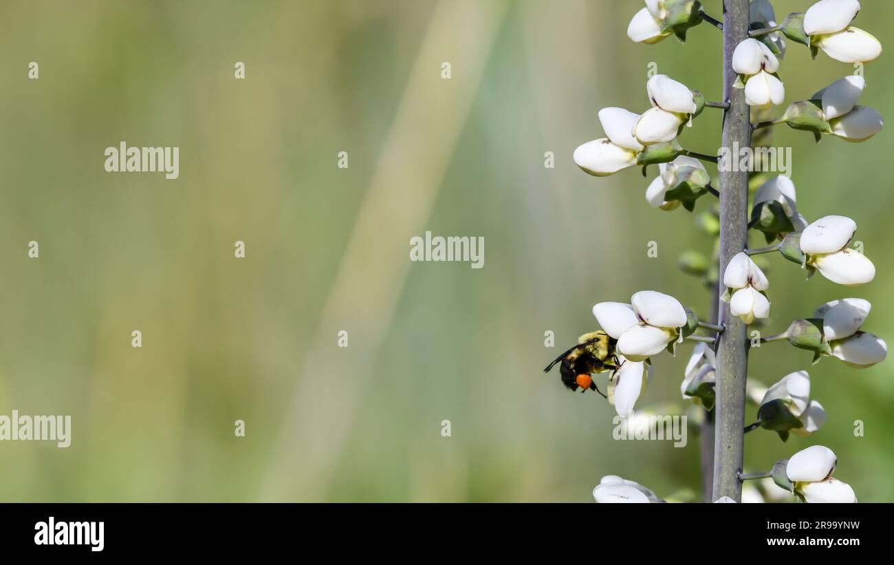 Image en gros plan de l'abeille bourdonnante rassemblant du pollen sur la fleur blanche dans le pré Banque D'Images