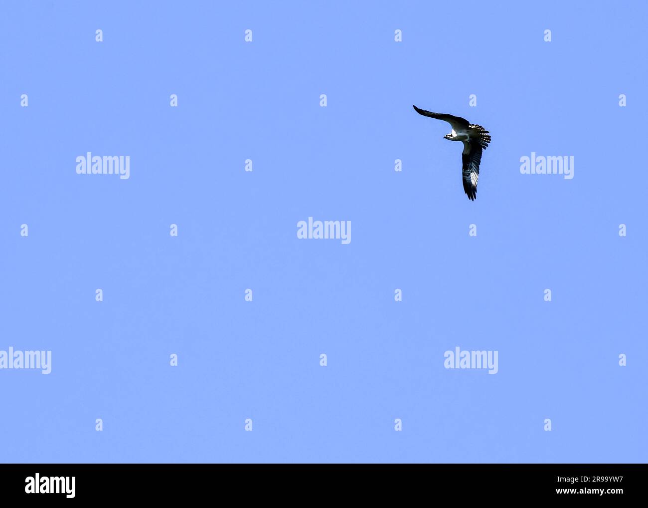 Grand oiseau de proie Osprey qui survole sous le ciel bleu Banque D'Images