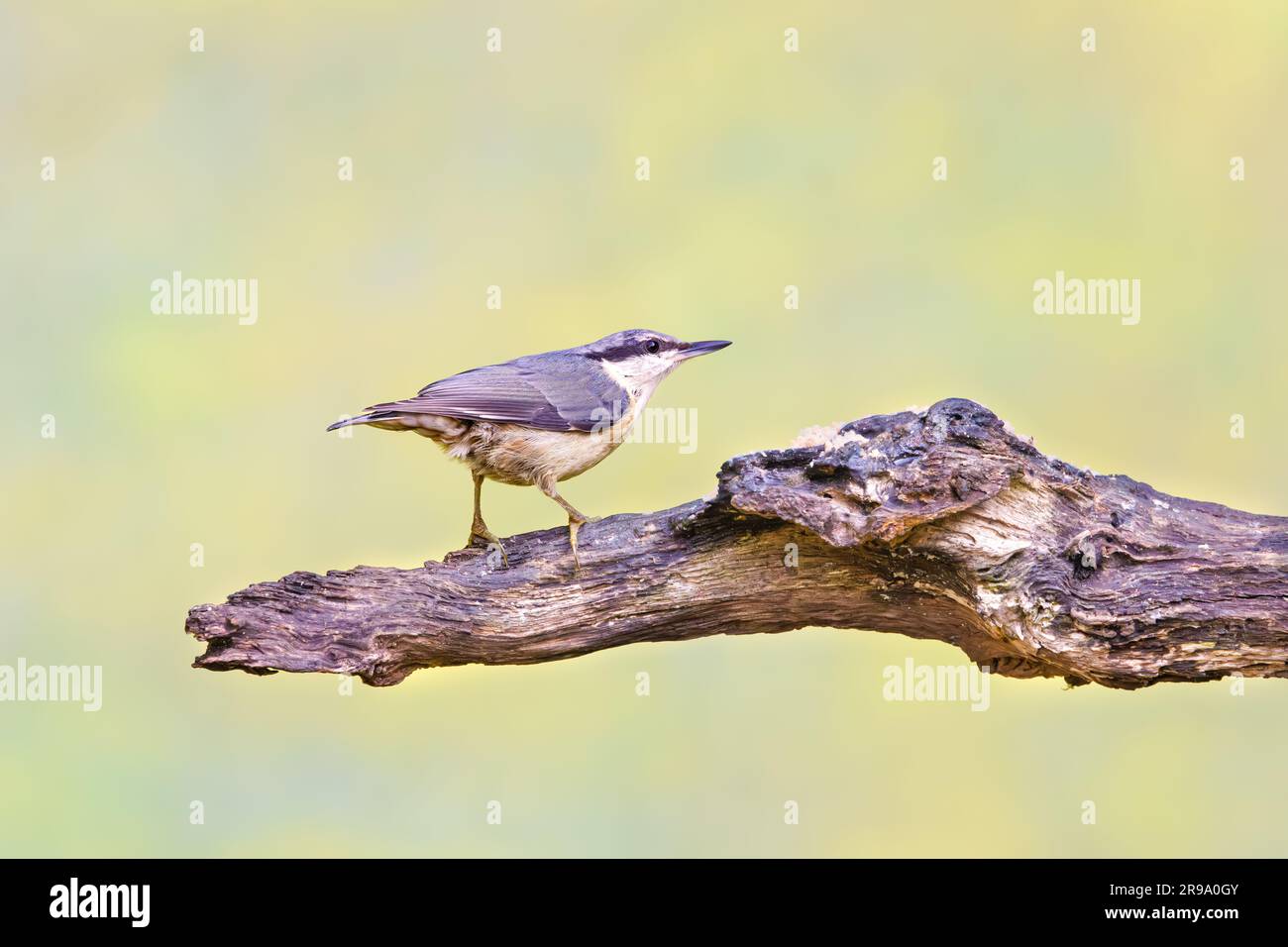 Gros plan d'un Nuthatch, Sitta europaea, avec un plumage gris et des plumes beiges du ventre sur le dos, une gorge et des joues blanches et un beau b continu Banque D'Images