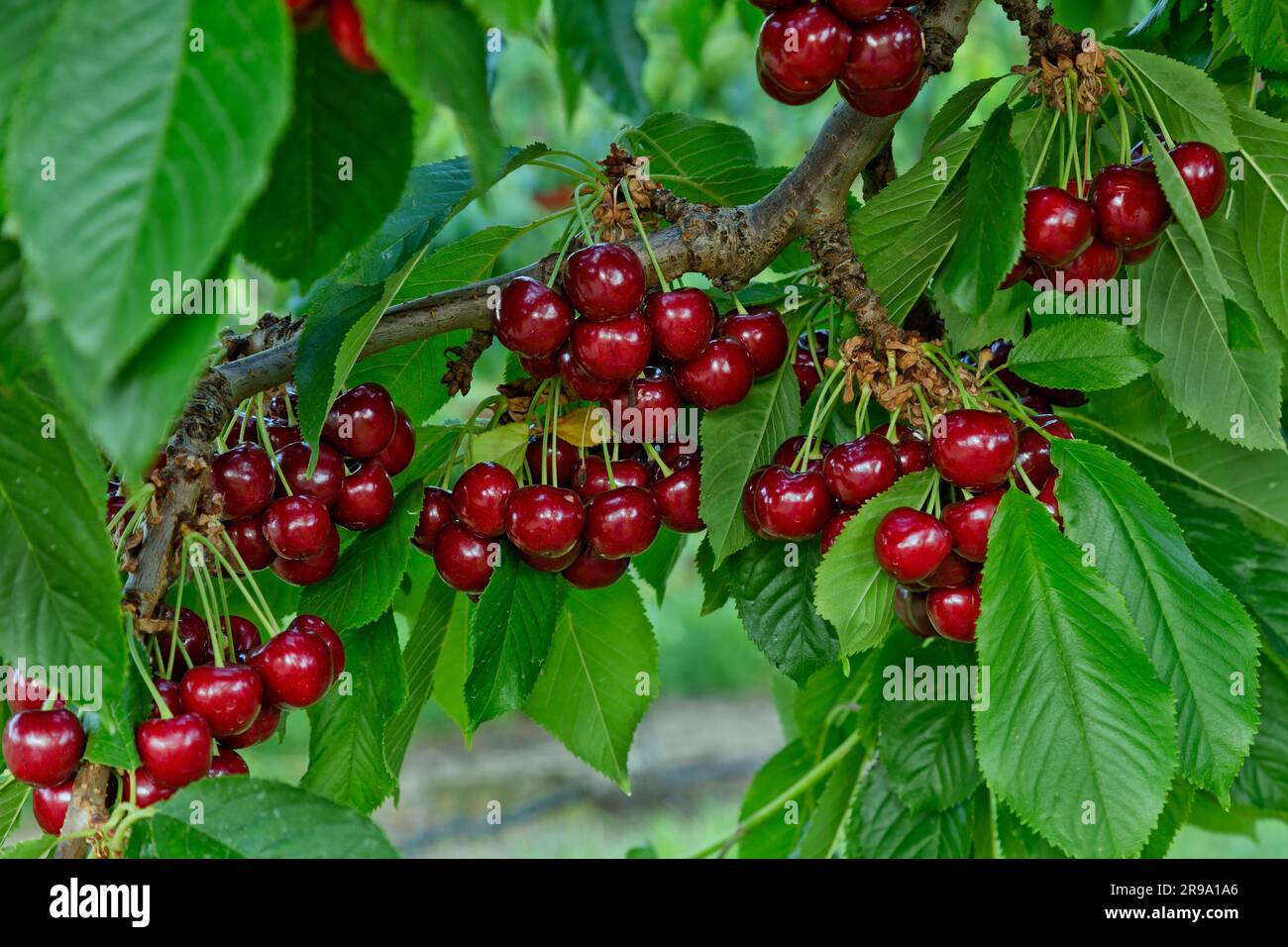 Royal Brooks Cherries arrivant à maturité à la succursale 'Prunus avium', Washington. Banque D'Images