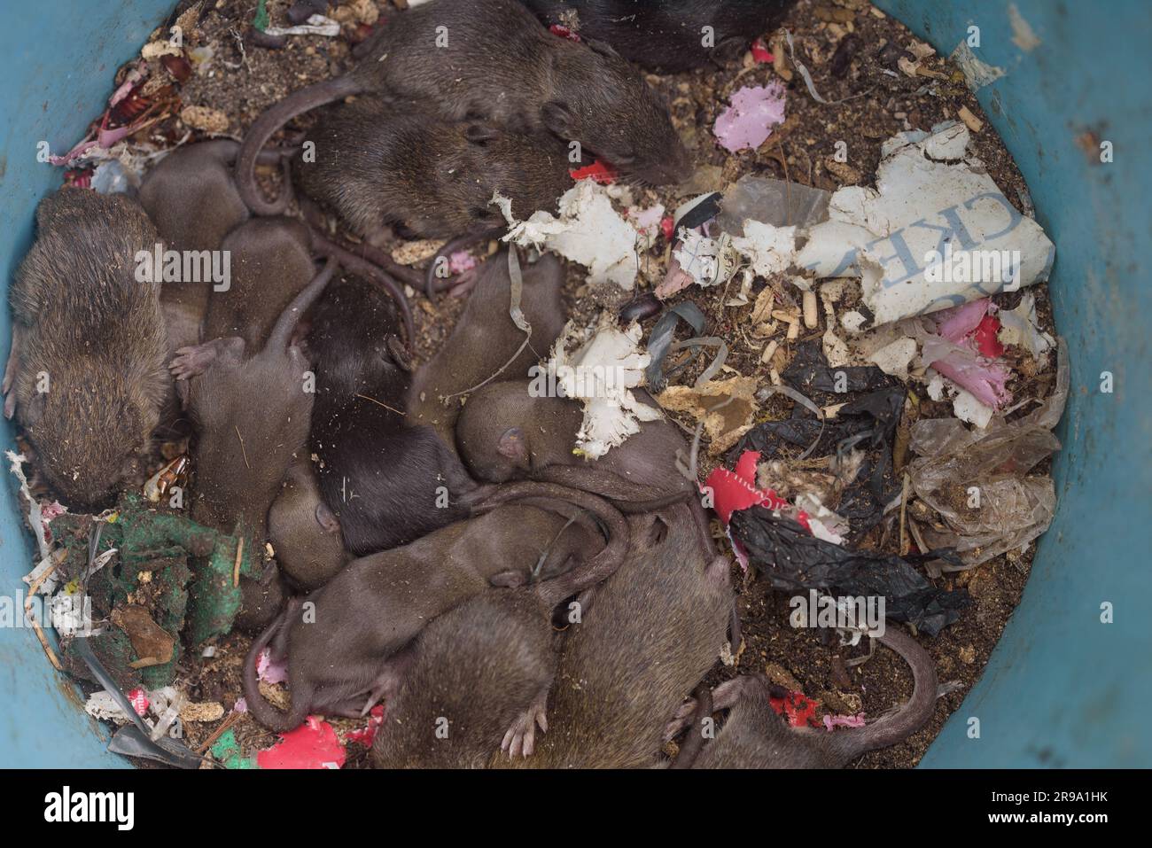 Vue rapprochée du dessus du nid de rat sale. Litière de petits rats à l'intérieur d'une poubelle crasseuse. Infestation de rongeurs. Arrière-plan de lutte antiparasitaire. Problème domestique. Banque D'Images