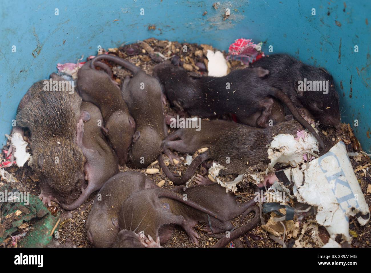 Vue rapprochée du dessus du nid de rat sale. Litière de petits rats à l'intérieur d'une poubelle crasseuse. Infestation de rongeurs. Arrière-plan de lutte antiparasitaire. Problème domestique. Banque D'Images