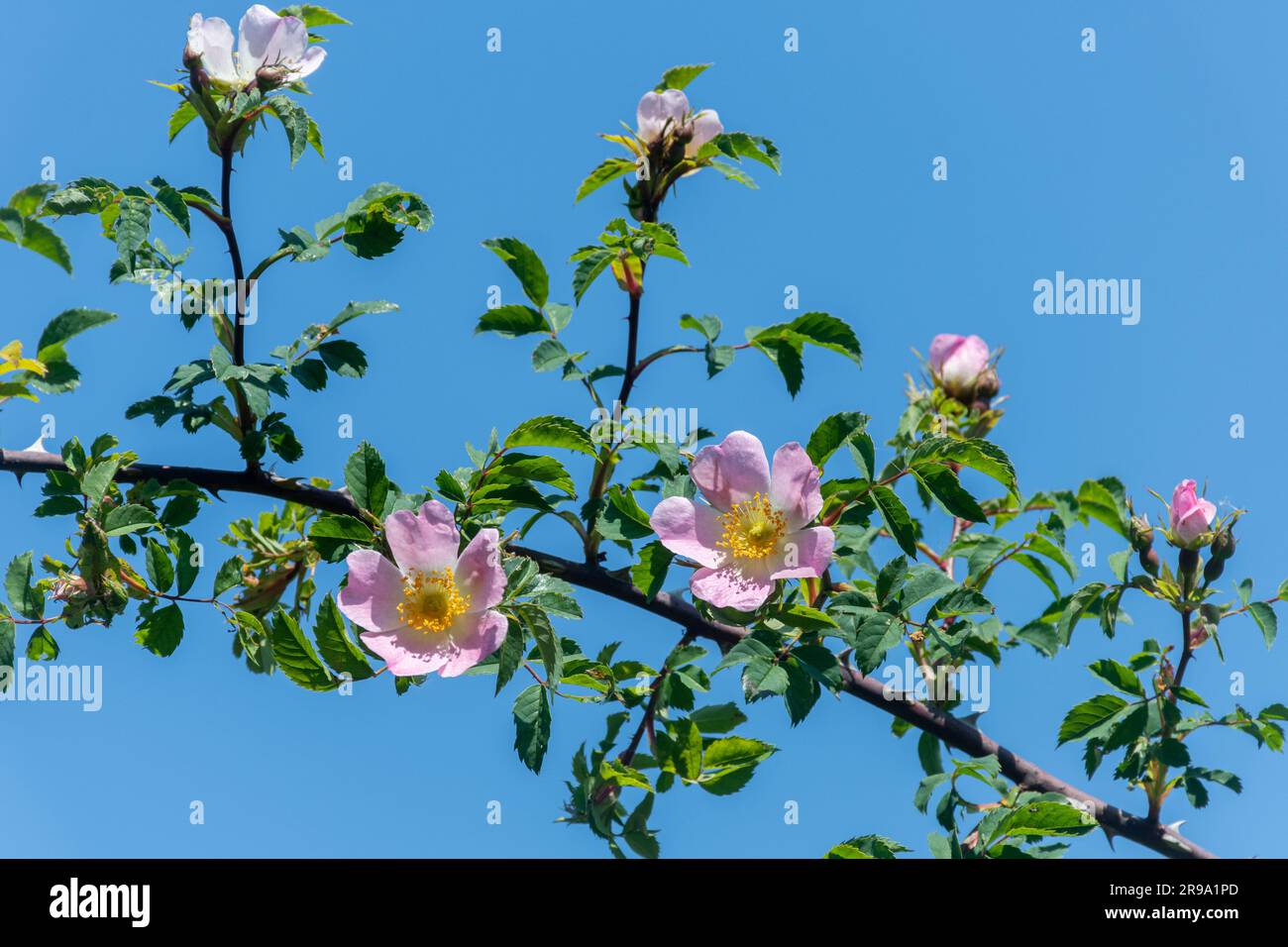 Les roses sauvages de chien (Rosa canina) fleurissent contre un ciel bleu en juin ou en été, au Royaume-Uni Banque D'Images