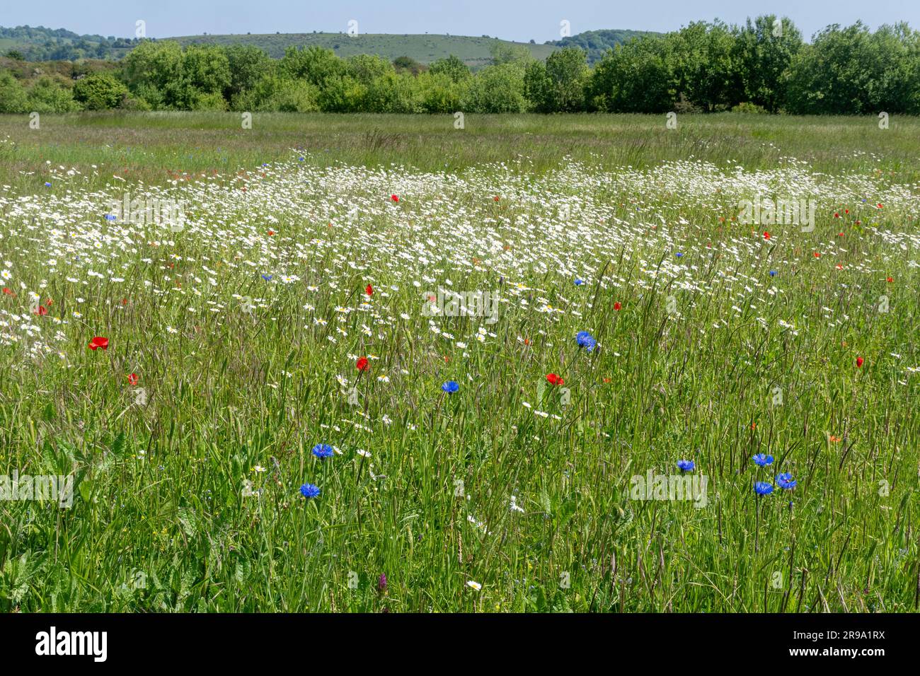 Le champ de maïs fleurit par une journée d'été à la réserve naturelle de College Lake, Buckinghamshire, Angleterre, Royaume-Uni Banque D'Images