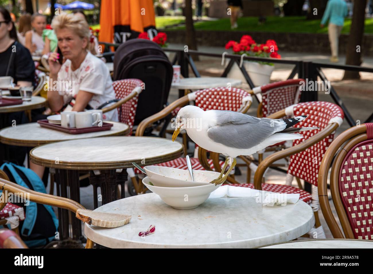 Mouette commune, Larus canus, mangeant des restes au café Pohjoisesplanadi en plein air à Helsinki, Finlande Banque D'Images