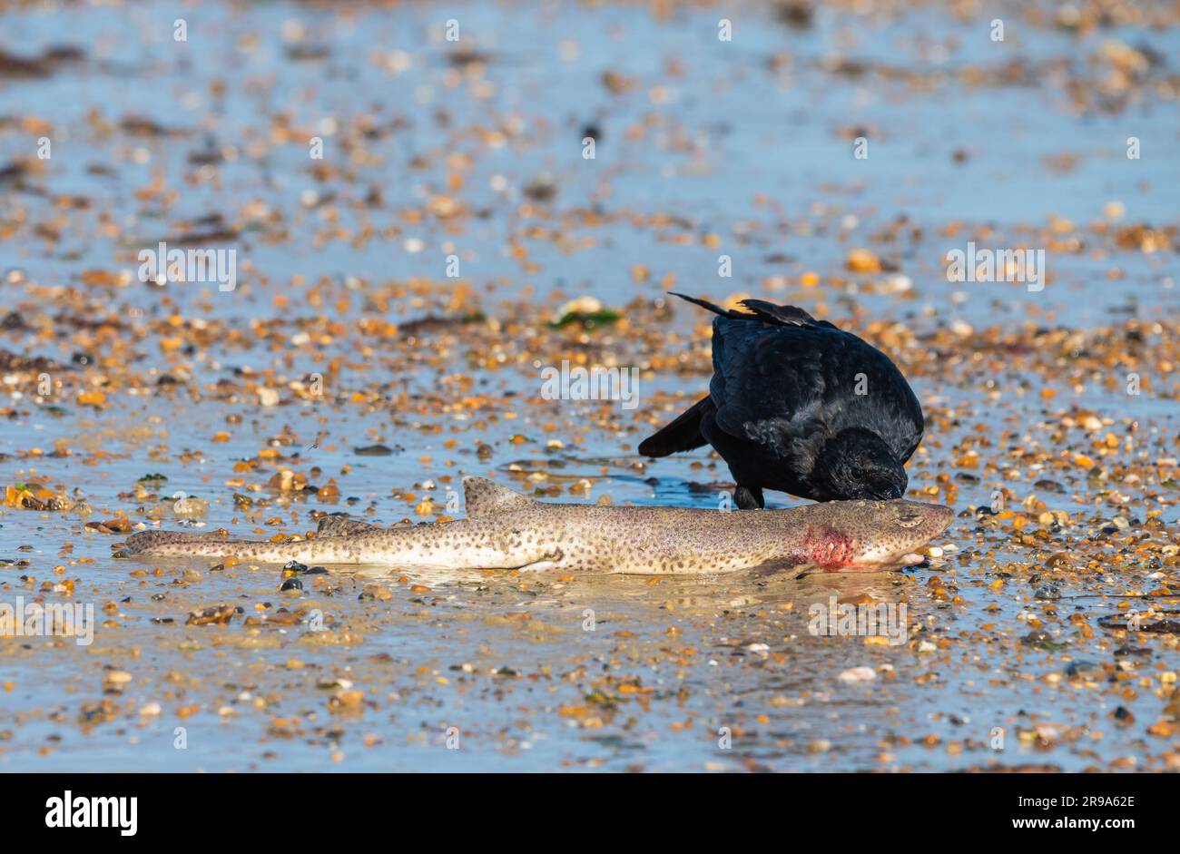 Carodon Crow (Corvus corone) se nourrissant de carcasses de poissons morts sur une plage à marée basse par la mer, en Angleterre, au Royaume-Uni. Banque D'Images