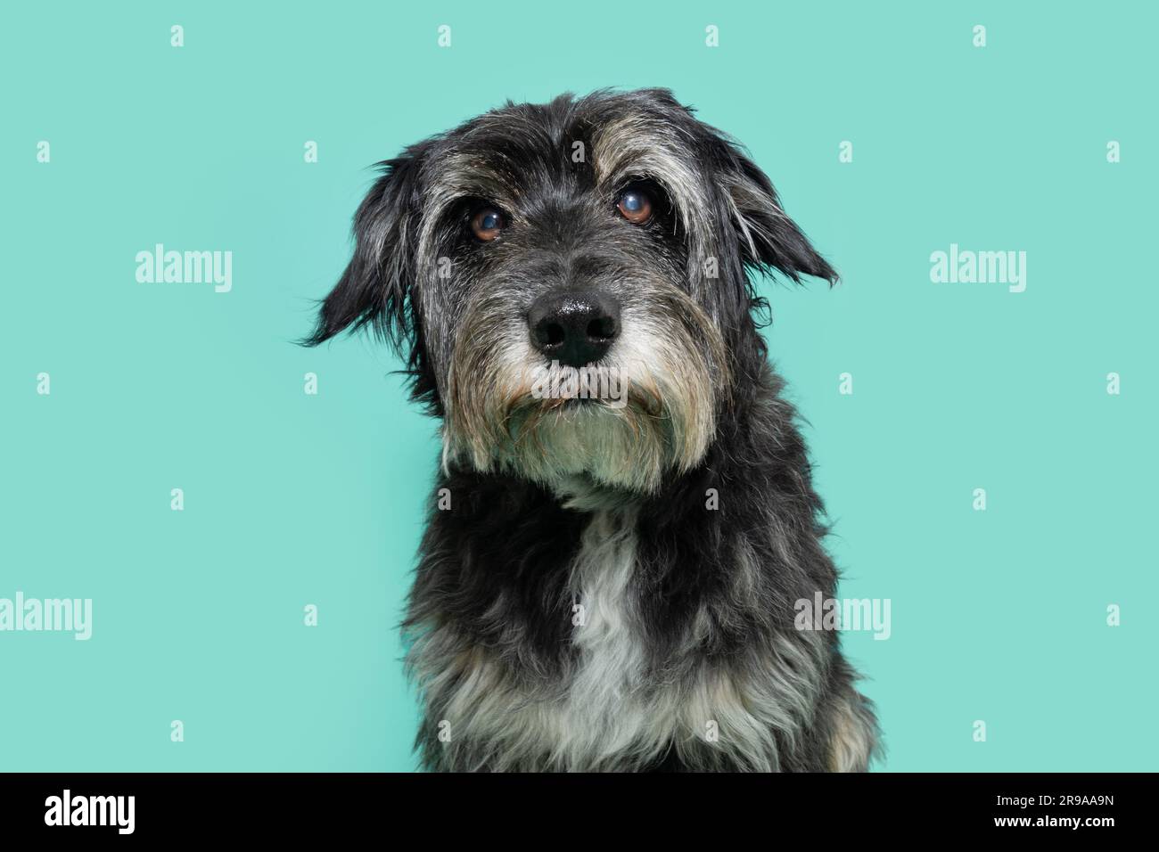 Portrait d'un chien âgé de race mixte regardant l'appareil photo. Arrière-plan bleu isolé Banque D'Images